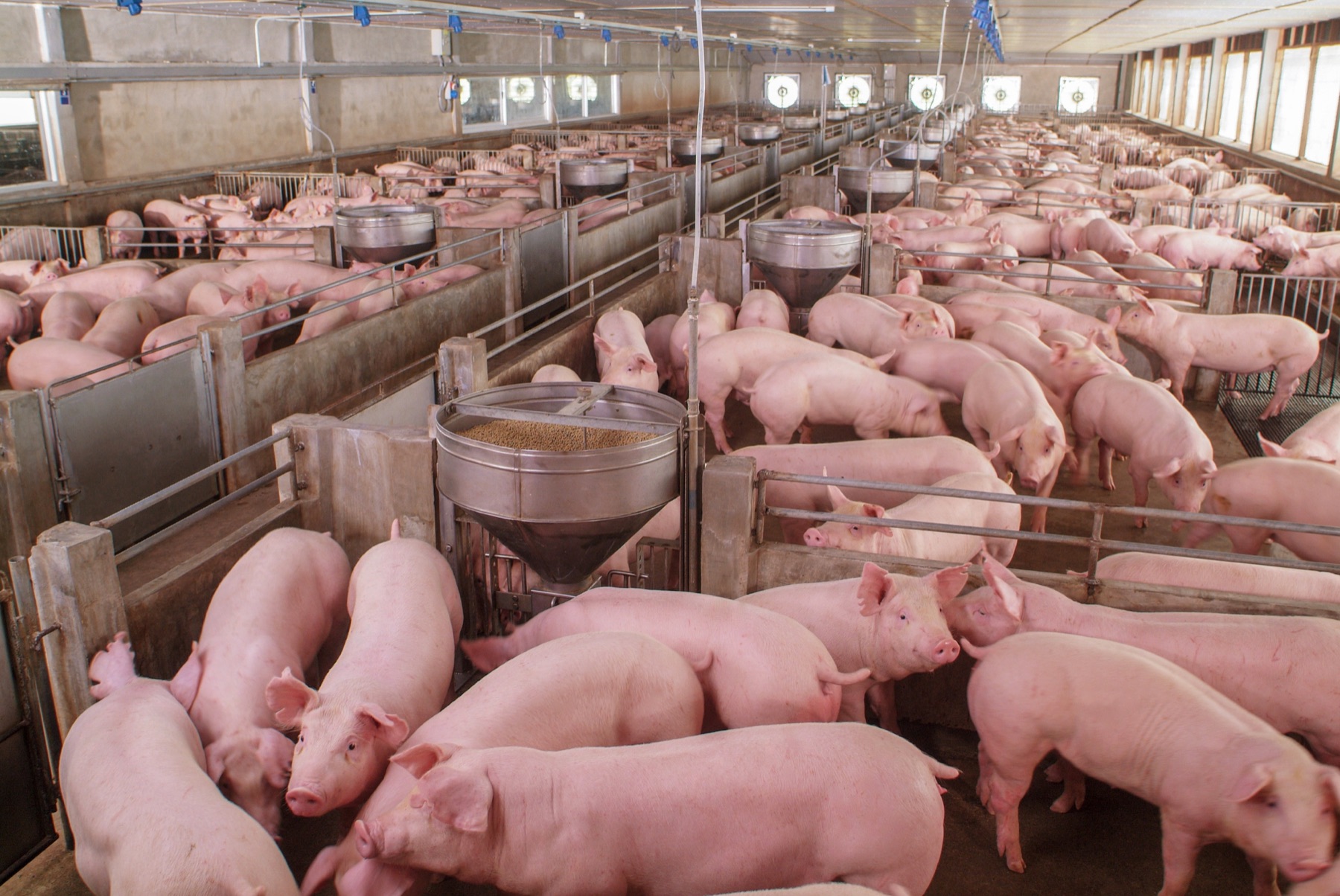 Swine feed and grain storage facility