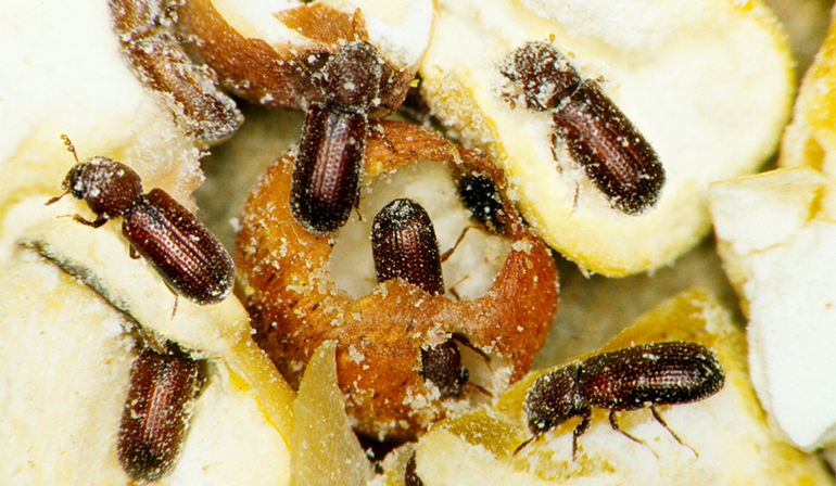 how-diacon-igr-optimizes-stored-grain-insect-control