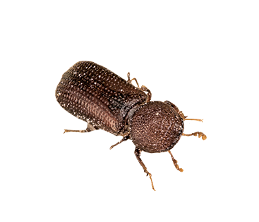 how-to-ID-insects