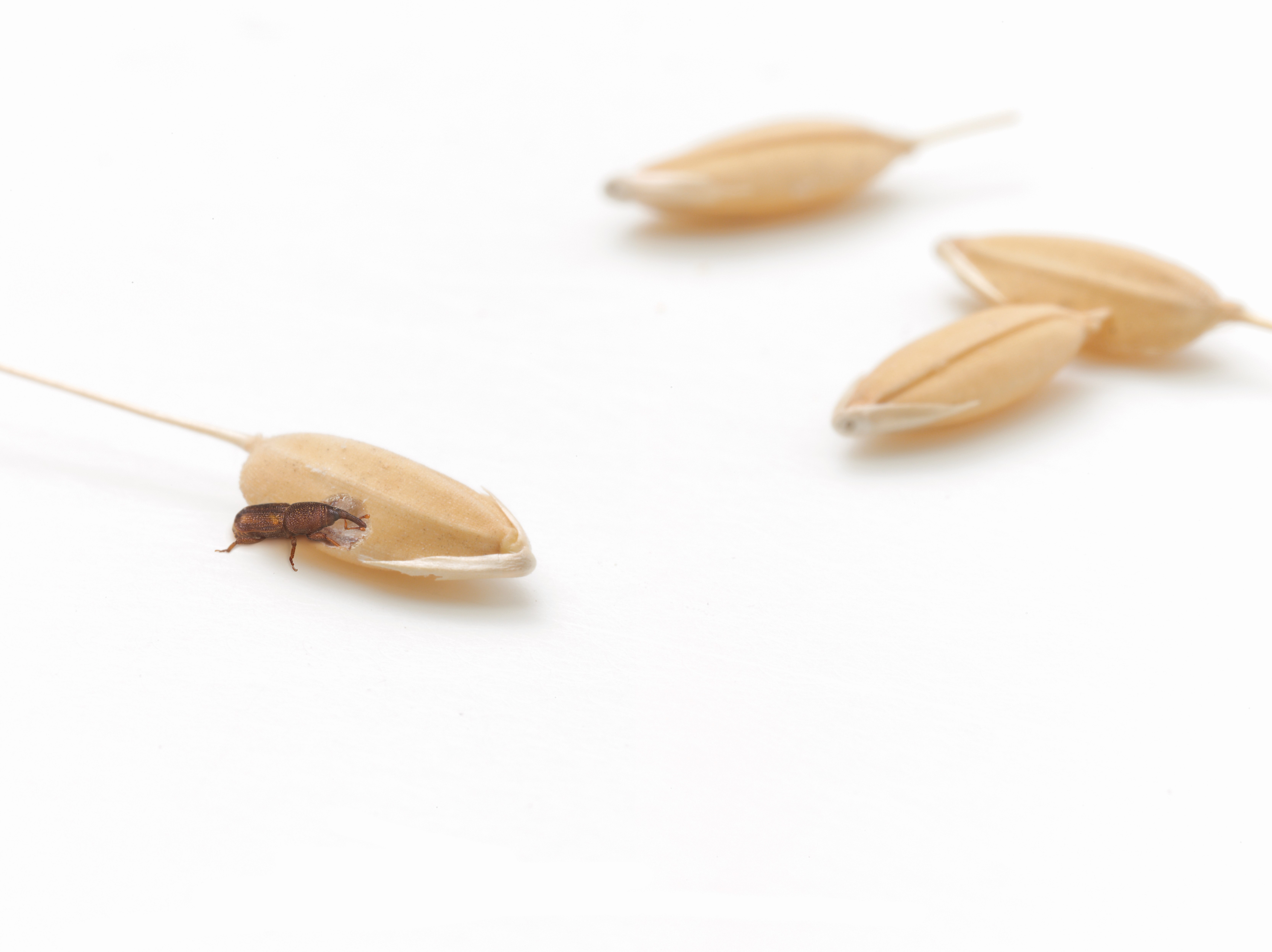 stored-rice-bugs