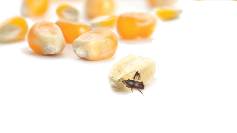protect-grains-from-weevils