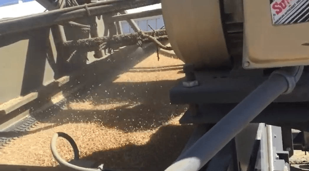 tips-for-preventing-stored-grain-pests