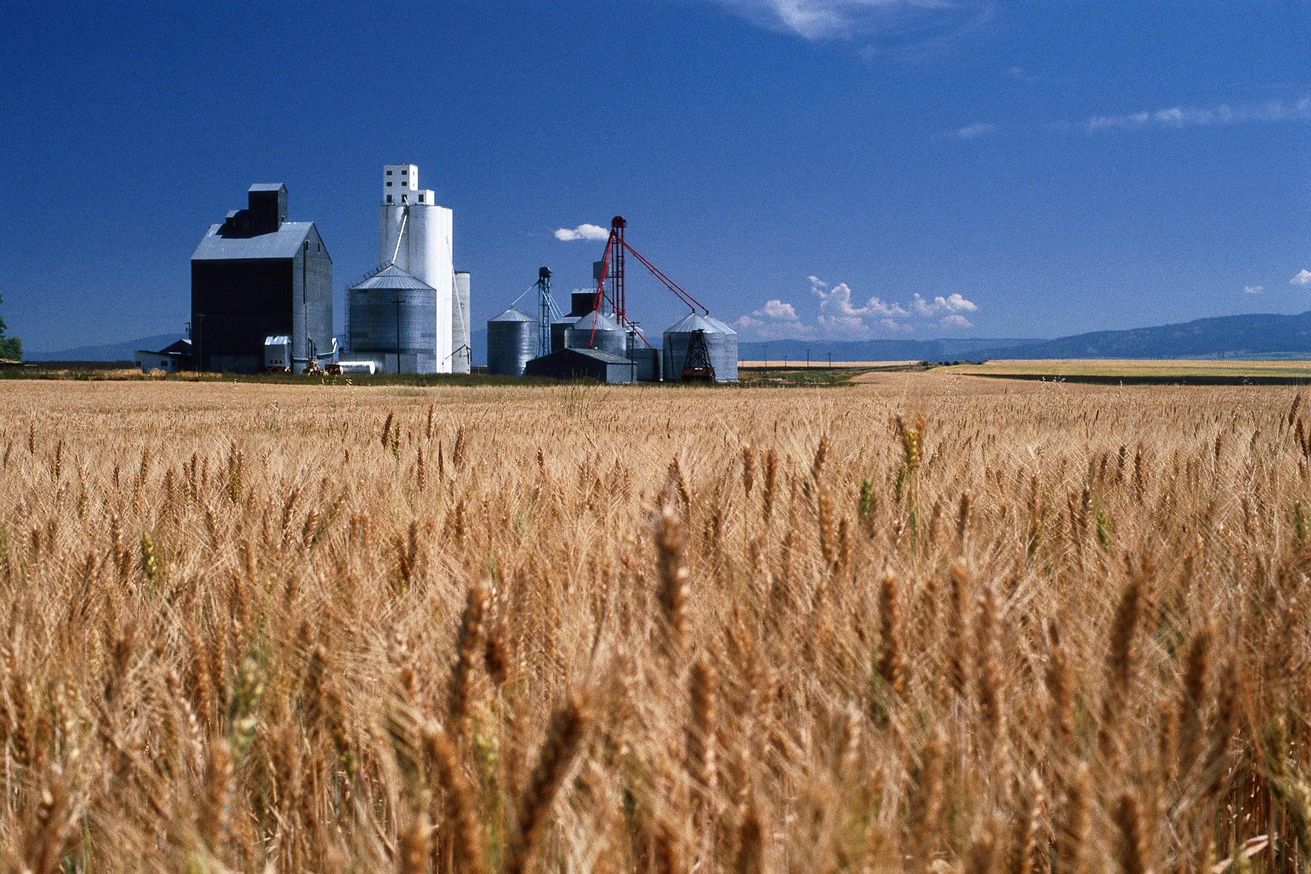 wheat-bugs
