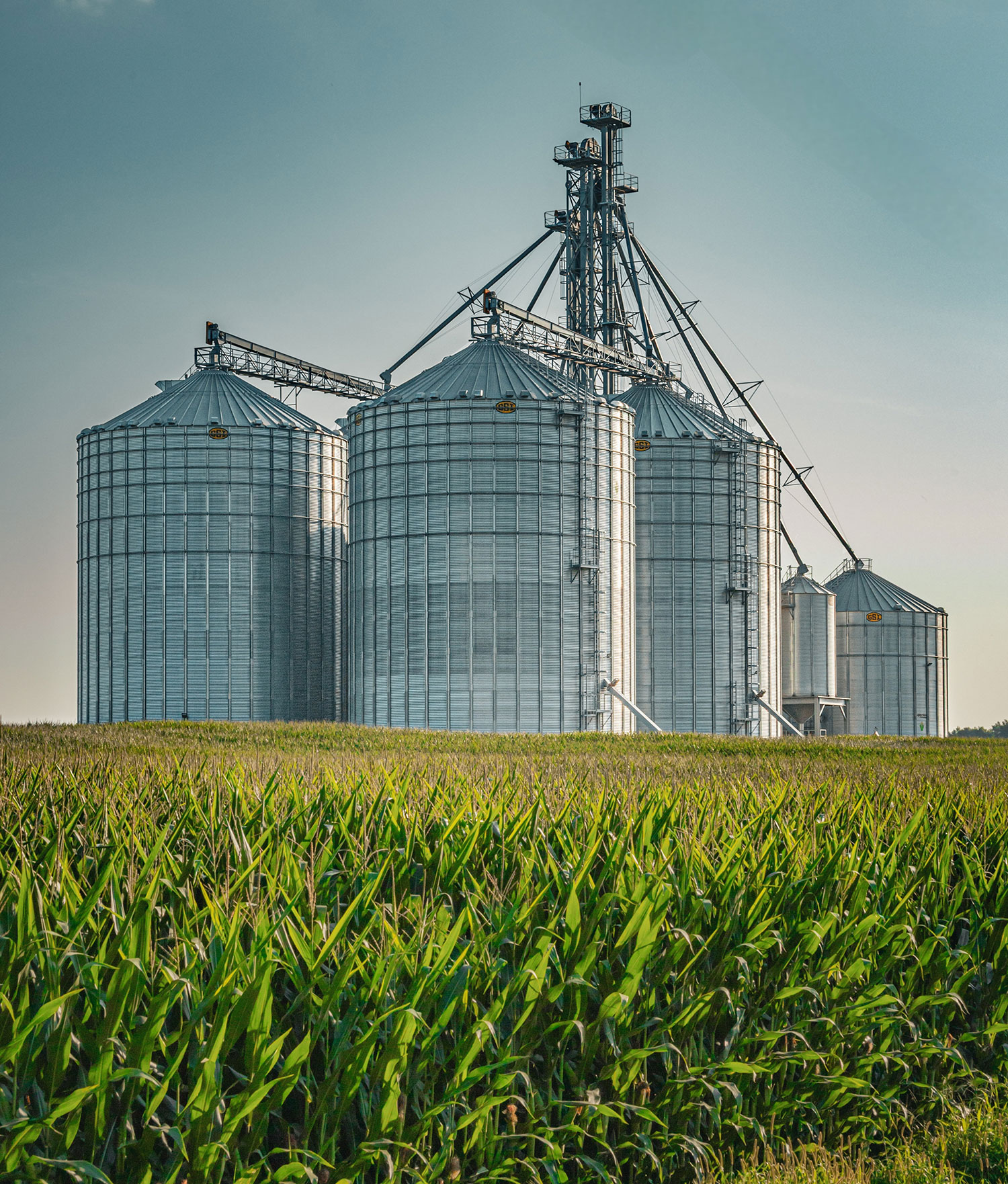 Low-angle view of a corn field