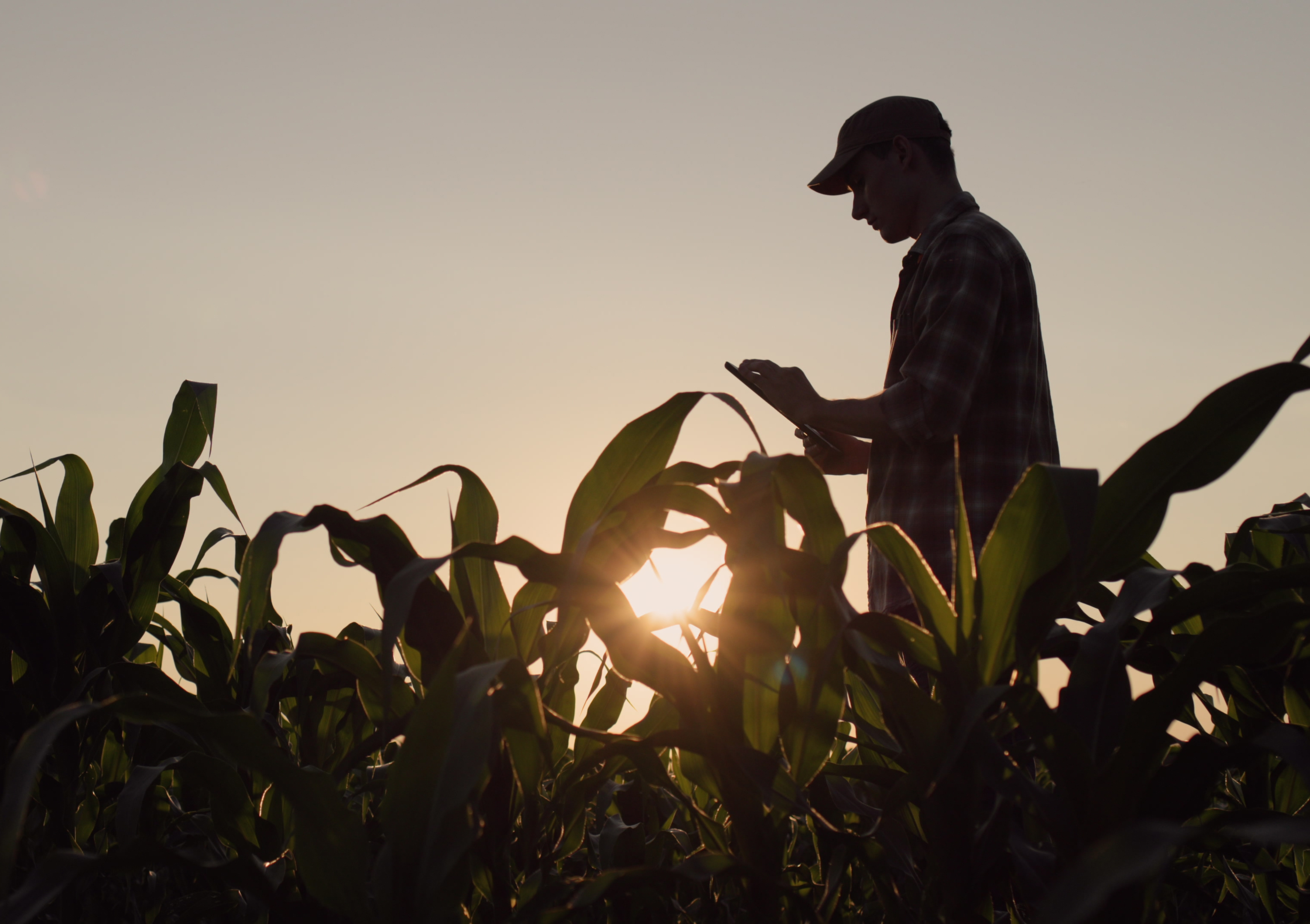 Cornfield at sunset