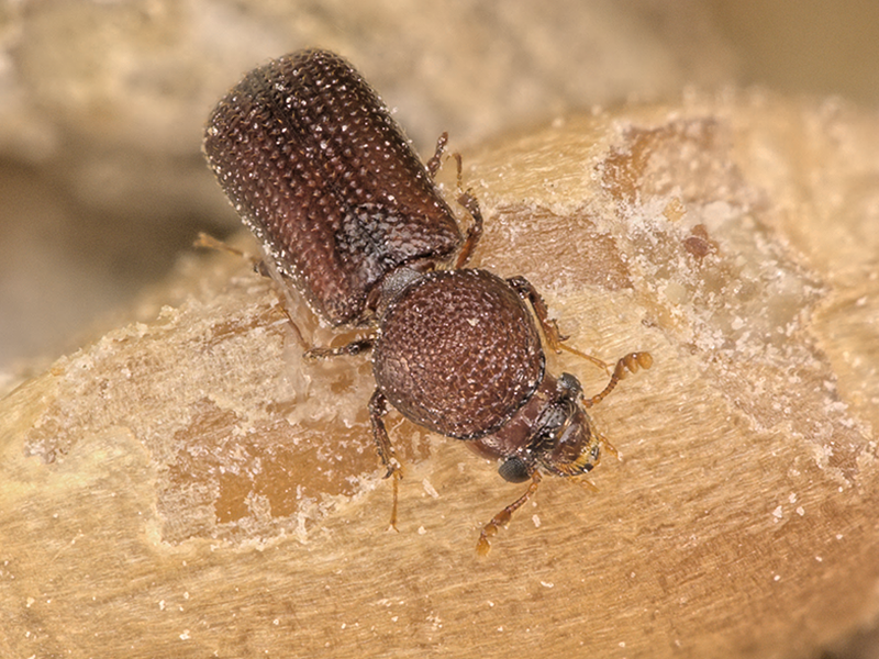 Large bug crawling on surface 