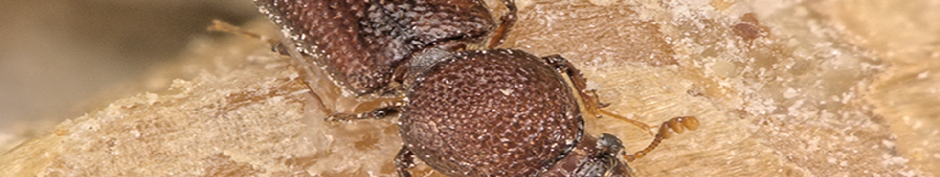 existing-infestations3