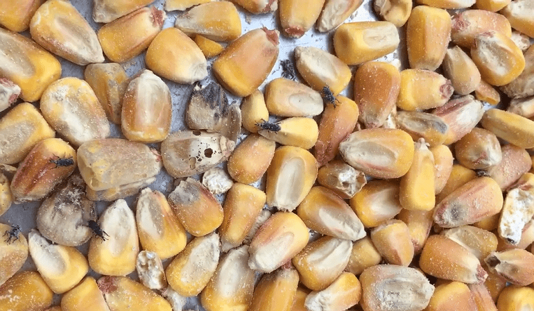 A overhead view of a pile of corn, there are bugs and holes in some of the kernels.
