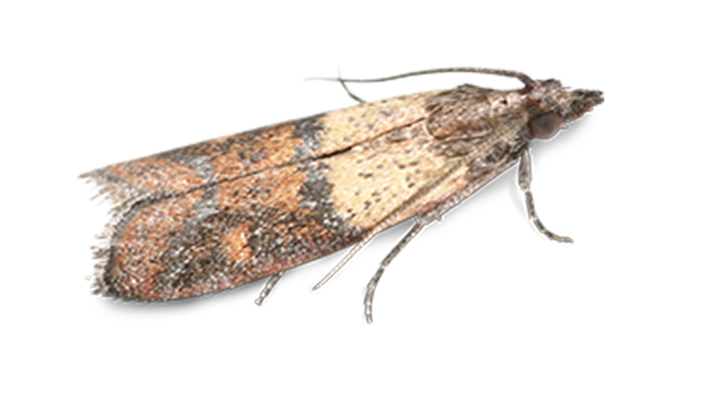 Indian Meal Moth