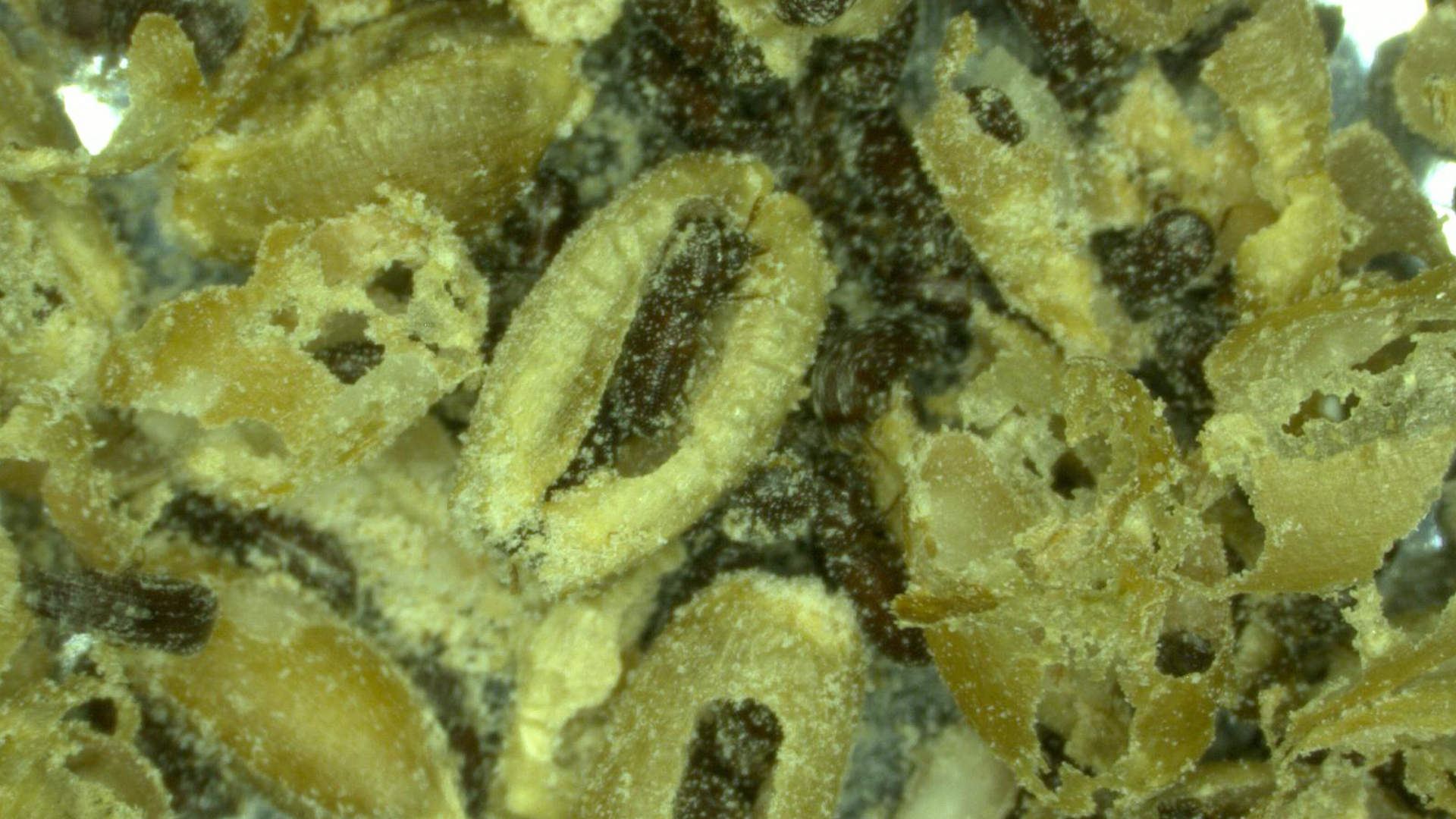 Lesser grain bores in corn