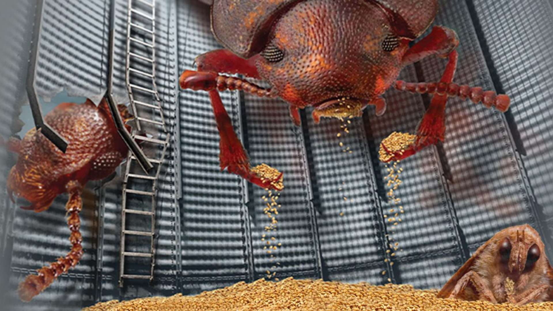 Hash Bug Why Insect Control Matters in Milling: Protecting Quality, Yield, and ...