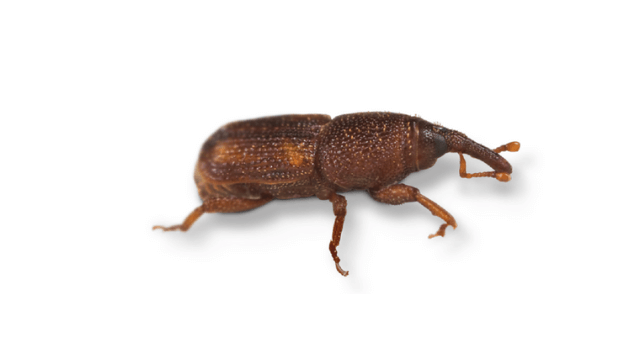 Protect Stored Grains from Weevils