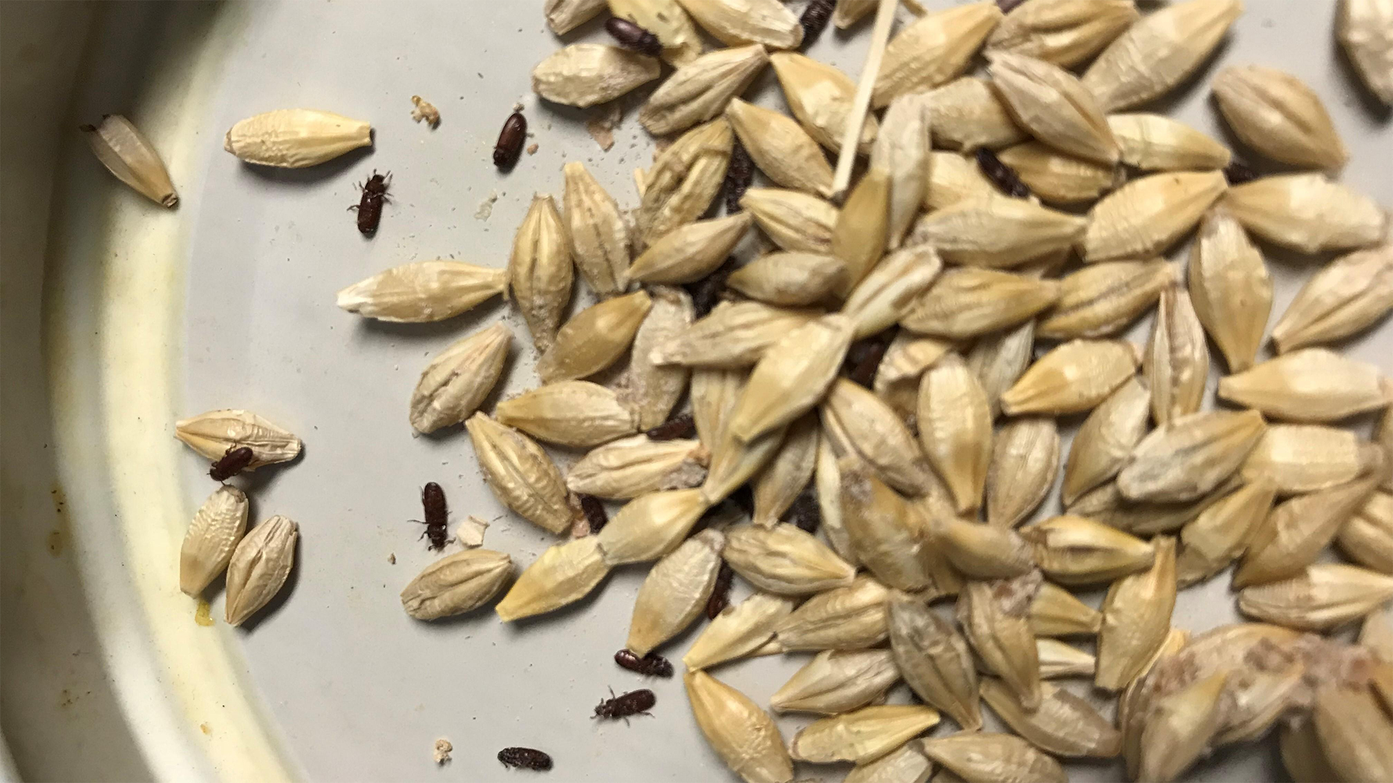 If you find signs of bugs in stored grain, it is important to properly identify which insects are present to know the most effective means of control.