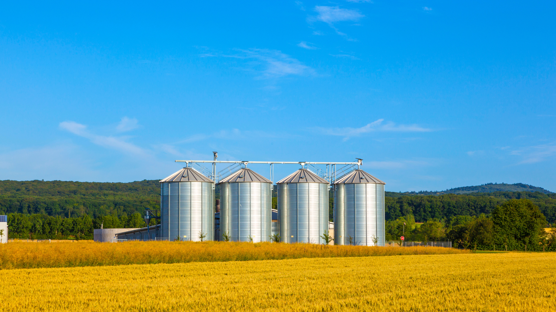 Silos in Corn Field