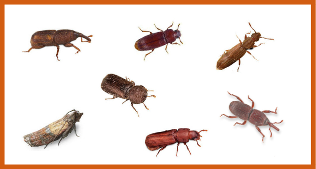 Know the Enemy: Stored Grain Insect Identification