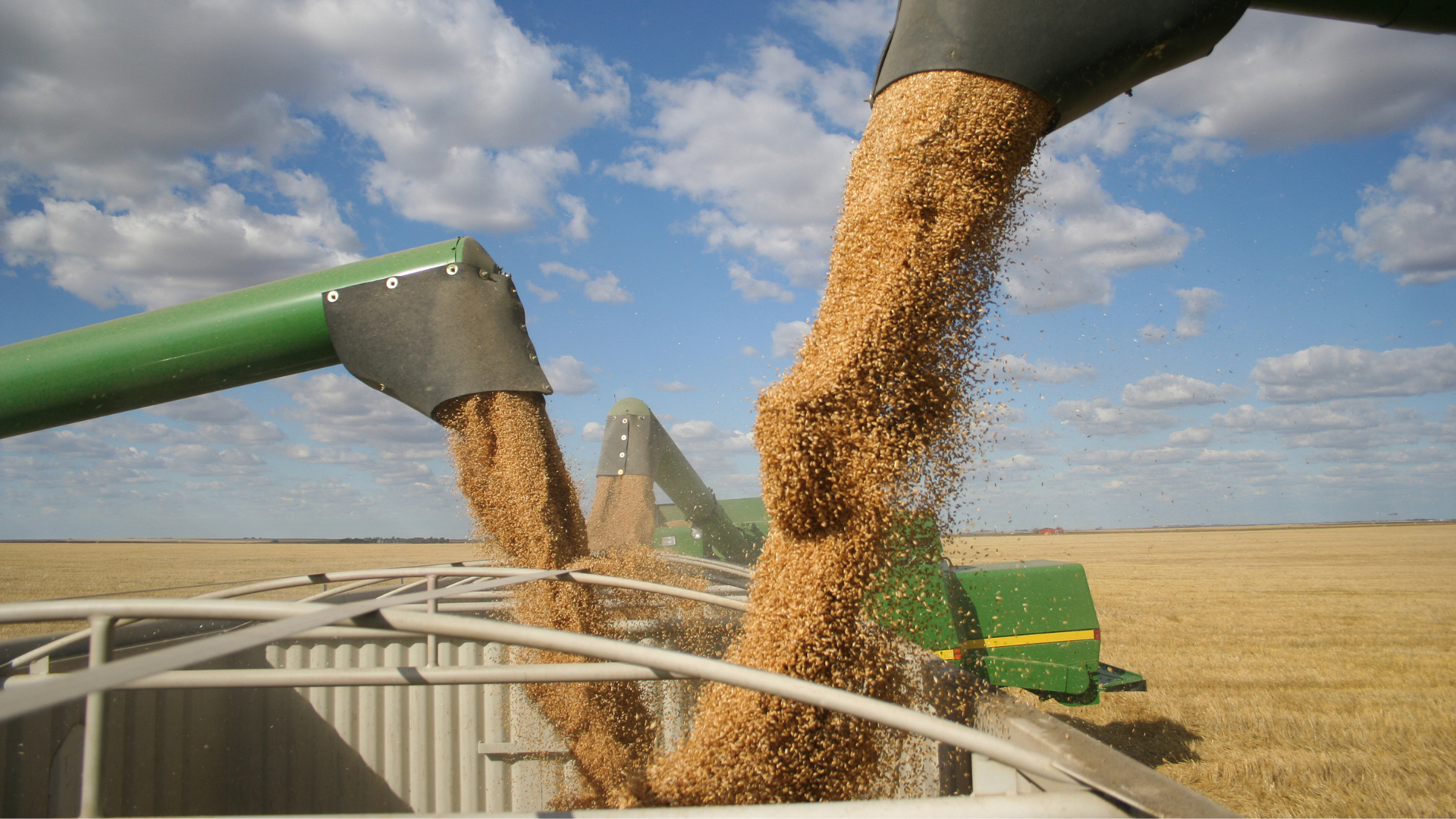 Three combines pour grain into one truck hopper at harvest