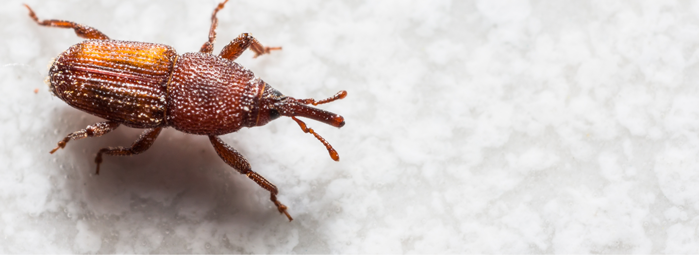 Large beetle crawling across a white textured surface