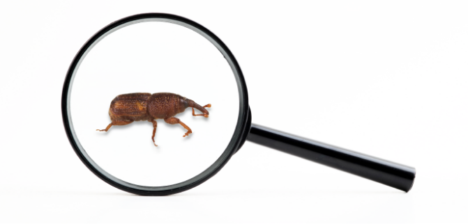 Pest identification outlet