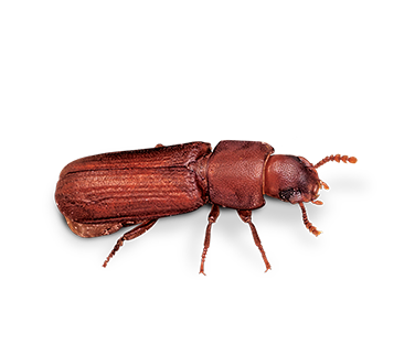 Side view of a large Confused Flour Beetle.