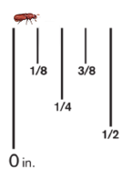 A confused flour beetle shown against a ruler, it measures 1/8th inch.