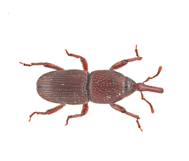 Overhead view of a Granary Weevil.