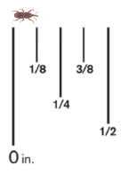 A Granary Weevil against a ruler, it measures 1/8th of an inch.