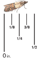 A Indian Meal Moth against a ruler, it measures 3/8's of an inch.
