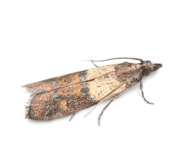 Overhead view of an Indian Meal Moth. 