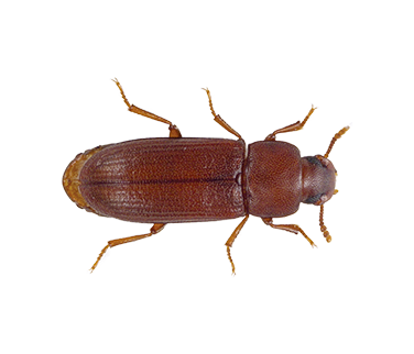 A overhead view of a Red Flour Beetle.