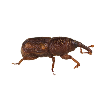 A side view of a Rice Weevil.