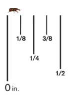 A Rice Weevil against a ruler, it measures 1/8th of an inch.