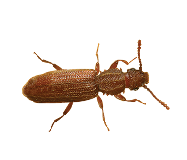 A overhead view of a Saw-Toothed Grain Beetle.