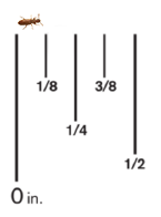 A Saw-Toothed Grain Beetle against a ruler, it measures 1/8th of an inch.